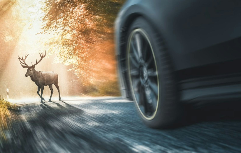 Deer & Vehicle Safety