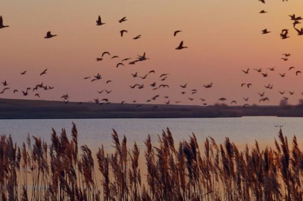 Migratory Birds