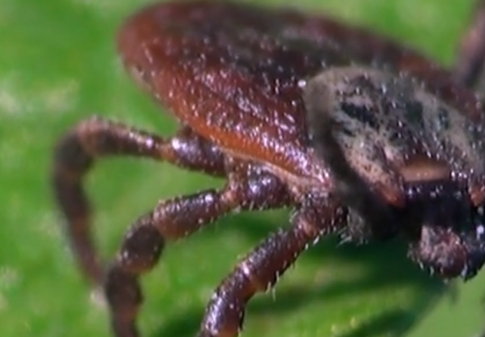 Ticks & Lyme Disease Awareness